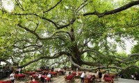 Drink Tea Under the Largest Tree of Turkey